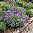 BLOOMIQUE - Lot de 6 - Nepeta faassenii - Cataire - Rustique - Vivace - Mellifère - Hauteur 10-20 cm - Pot 9 cm - vignette