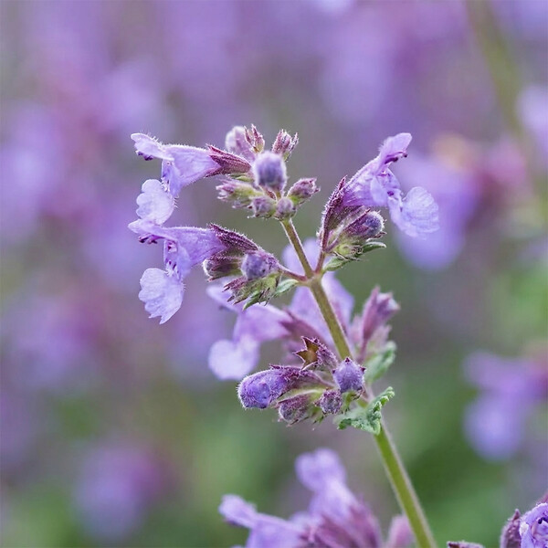BLOOMIQUE - Lot de 6 - Nepeta faassenii - Cataire - Rustique - Vivace - Mellifère - Hauteur 10-20 cm - Pot 9 cm - large