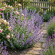 BLOOMIQUE - Lot de 6 - Nepeta faassenii - Cataire - Rustique - Vivace - Mellifère - Hauteur 10-20 cm - Pot 9 cm - vignette