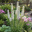 BLOOMIQUE - Lot de 3 - Liatris spicata alba - Liatris en épi - Rustique - Vivace - Hauteur 10-20 cm - Pot 9 cm - vignette