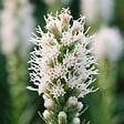 BLOOMIQUE - Lot de 3 - Liatris spicata alba - Liatris en épi - Rustique - Vivace - Hauteur 10-20 cm - Pot 9 cm - vignette