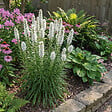 BLOOMIQUE - Lot de 3 - Liatris spicata alba - Liatris en épi - Rustique - Vivace - Hauteur 10-20 cm - Pot 9 cm - vignette