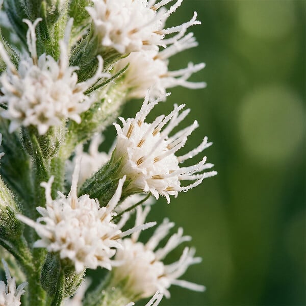 BLOOMIQUE - Lot de 3 - Liatris spicata alba - Liatris en épi - Rustique - Vivace - Hauteur 10-20 cm - Pot 9 cm - large