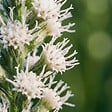 BLOOMIQUE - Lot de 3 - Liatris spicata alba - Liatris en épi - Rustique - Vivace - Hauteur 10-20 cm - Pot 9 cm - vignette