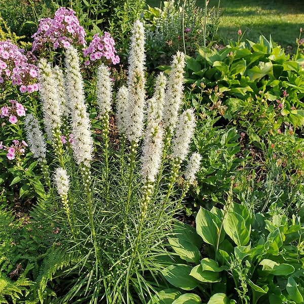 BLOOMIQUE - Lot de 3 - Liatris spicata alba - Liatris en épi - Rustique - Vivace - Hauteur 10-20 cm - Pot 9 cm - large
