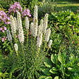BLOOMIQUE - Lot de 3 - Liatris spicata alba - Liatris en épi - Rustique - Vivace - Hauteur 10-20 cm - Pot 9 cm - vignette