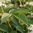 BLOOMIQUE - Sambucus Nigra Howunder York - Sureau noir - Plante de Jardin - Rustique - H. 30-40 cm - P. 19 cm - vignette