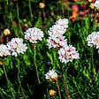 BLOOMIQUE - Lot de 6 - Armeria Maritima Alba - Armérie maritime - Plante de Jardin - H. 10-20 cm - P. 9 cm - vignette