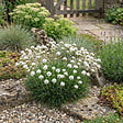 BLOOMIQUE - Lot de 6 - Armeria Maritima Alba - Armérie maritime - Plante de Jardin - H. 10-20 cm - P. 9 cm - vignette