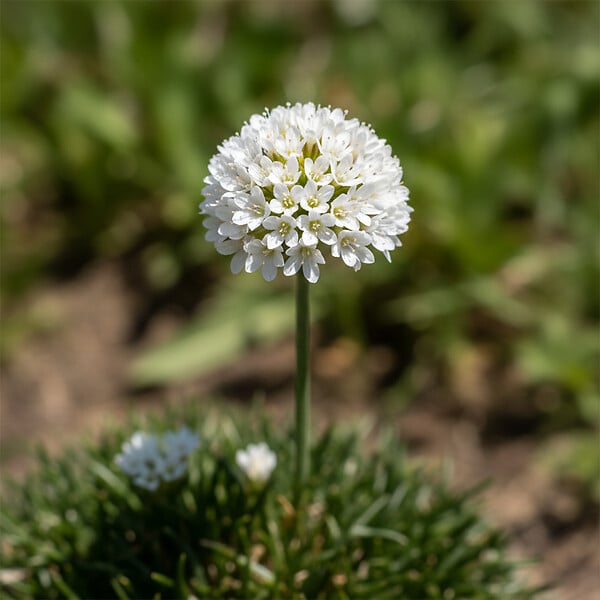 BLOOMIQUE - Lot de 6 - Armeria Maritima Alba - Armérie maritime - Plante de Jardin - H. 10-20 cm - P. 9 cm - large