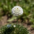 BLOOMIQUE - Lot de 6 - Armeria Maritima Alba - Armérie maritime - Plante de Jardin - H. 10-20 cm - P. 9 cm - vignette