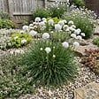 BLOOMIQUE - Lot de 6 - Armeria Maritima Alba - Armérie maritime - Plante de Jardin - H. 10-20 cm - P. 9 cm - vignette