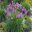 BLOOMIQUE - Lot de 6 - Liatris spicata 'Kobold' - Liatris en épi - Rustique - Vivace - H. 10-20 cm - P. 9 cm - vignette