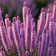BLOOMIQUE - Lot de 6 - Liatris spicata 'Kobold' - Liatris en épi - Rustique - Vivace - H. 10-20 cm - P. 9 cm - vignette