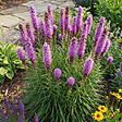BLOOMIQUE - Lot de 6 - Liatris spicata 'Kobold' - Liatris en épi - Rustique - Vivace - H. 10-20 cm - P. 9 cm - vignette
