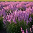 BLOOMIQUE - Lot de 6 - Liatris spicata 'Kobold' - Liatris en épi - Rustique - Vivace - H. 10-20 cm - P. 9 cm - vignette