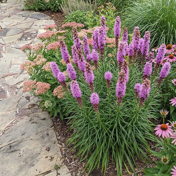 BLOOMIQUE - Lot de 6 - Liatris spicata 'Kobold' - Liatris en épi - Rustique - Vivace - H. 10-20 cm - P. 9 cm - large