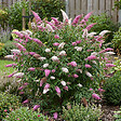 BLOOMIQUE - Buddleja Davidii Duo Rose et Blanc - Arbre aux papillons - Plante de Jardin - H. 30-40 cm - P. 17 cm - vignette