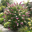 BLOOMIQUE - Buddleja Davidii Duo Rose et Blanc - Arbre aux papillons - Plante de Jardin - H. 30-40 cm - P. 17 cm - vignette