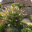 BLOOMIQUE - Buddleja Davidii Duo Rose et Blanc - Arbre aux papillons - Plante de Jardin - H. 30-40 cm - P. 17 cm - vignette