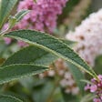 BLOOMIQUE - Buddleja Davidii Duo Rose et Blanc - Arbre aux papillons - Plante de Jardin - H. 30-40 cm - P. 17 cm - vignette