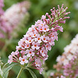 BLOOMIQUE - Buddleja Davidii Duo Rose et Blanc - Arbre aux papillons - Plante de Jardin - H. 30-40 cm - P. 17 cm - vignette