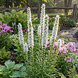 BLOOMIQUE - Lot de 6 - Liatris spicata alba - Liatris en épi - Rustique - Vivace - Hauteur 10-20 cm - Pot 9 cm - vignette
