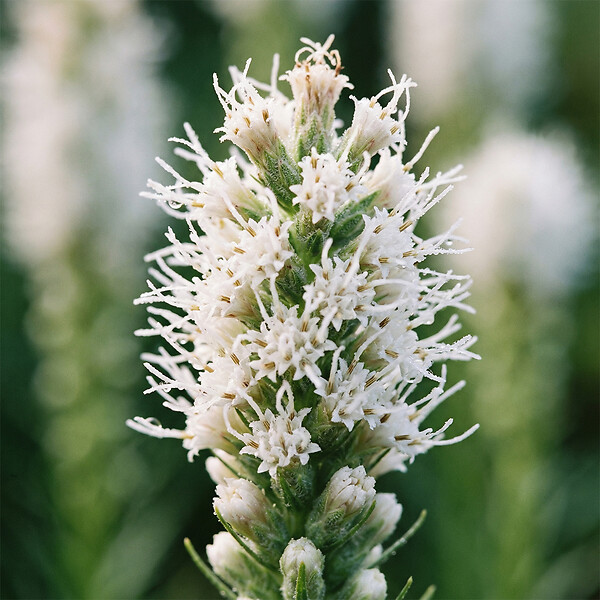 BLOOMIQUE - Lot de 6 - Liatris spicata alba - Liatris en épi - Rustique - Vivace - Hauteur 10-20 cm - Pot 9 cm - large