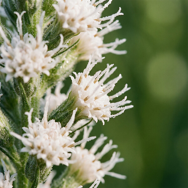 BLOOMIQUE - Lot de 6 - Liatris spicata alba - Liatris en épi - Rustique - Vivace - Hauteur 10-20 cm - Pot 9 cm - large