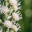 BLOOMIQUE - Lot de 6 - Liatris spicata alba - Liatris en épi - Rustique - Vivace - Hauteur 10-20 cm - Pot 9 cm - vignette