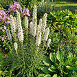 BLOOMIQUE - Lot de 6 - Liatris spicata alba - Liatris en épi - Rustique - Vivace - Hauteur 10-20 cm - Pot 9 cm - vignette