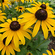 BLOOMIQUE - Lot de 3 - Rudbeckia Fulgida ‘Goldsturm’ - Rudbeckie - Floraison abondante - Rustique - P. 9 cm - vignette