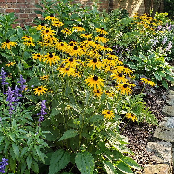 BLOOMIQUE - Lot de 3 - Rudbeckia Fulgida ‘Goldsturm’ - Rudbeckie - Floraison abondante - Rustique - P. 9 cm - large
