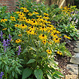 BLOOMIQUE - Lot de 3 - Rudbeckia Fulgida ‘Goldsturm’ - Rudbeckie - Floraison abondante - Rustique - P. 9 cm - vignette