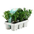 BLOOMIQUE - Lot de 1 - Ilex crenata Jenny - Houx japonais - Feuillage Persistant - Rustique - H. 10-20 cm - vignette