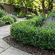 BLOOMIQUE - Lot de 1 - Ilex crenata Jenny - Houx japonais - Feuillage Persistant - Rustique - H. 10-20 cm - vignette