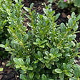 BLOOMIQUE - Lot de 1 - Ilex crenata Jenny - Houx japonais - Feuillage Persistant - Rustique - H. 10-20 cm - vignette