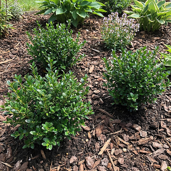 BLOOMIQUE - Lot de 1 - Ilex crenata Jenny - Houx japonais - Feuillage Persistant - Rustique - H. 10-20 cm - large