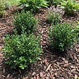 BLOOMIQUE - Lot de 1 - Ilex crenata Jenny - Houx japonais - Feuillage Persistant - Rustique - H. 10-20 cm - vignette