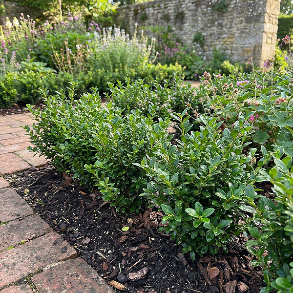 BLOOMIQUE - Lot de 1 - Ilex crenata Jenny - Houx japonais - Feuillage Persistant - Rustique - H. 10-20 cm - large