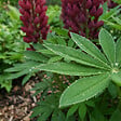 BLOOMIQUE - Lot de 6 - Lupinus Gallery Red - Lupin - Rustique - Vivace - Hauteur 10-20 cm - Pot 9 cm - vignette