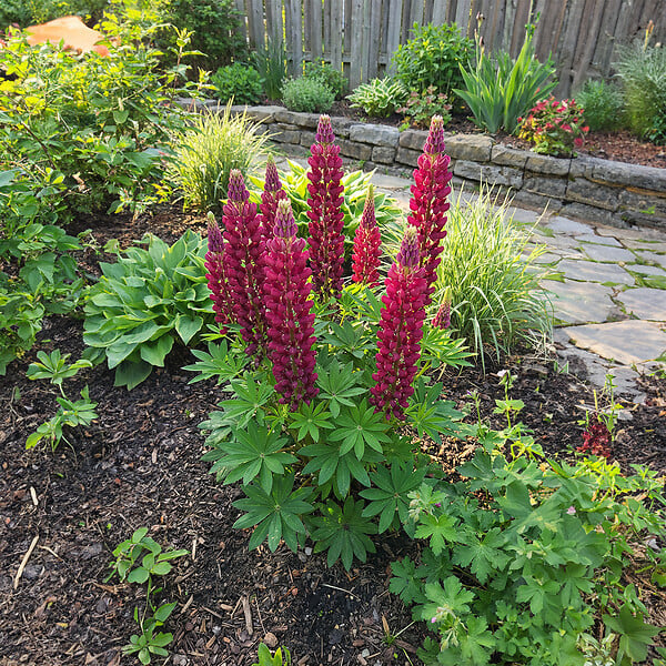 BLOOMIQUE - Lot de 6 - Lupinus Gallery Red - Lupin - Rustique - Vivace - Hauteur 10-20 cm - Pot 9 cm - large