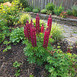 BLOOMIQUE - Lot de 6 - Lupinus Gallery Red - Lupin - Rustique - Vivace - Hauteur 10-20 cm - Pot 9 cm - vignette