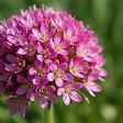 BLOOMIQUE - Lot de 3 - Armeria Maritima Abbey Deep Rose - Plante de Jardin - H. 10-20 cm - P. 9 cm - vignette
