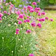BLOOMIQUE - Lot de 3 - Armeria Maritima Abbey Deep Rose - Plante de Jardin - H. 10-20 cm - P. 9 cm - vignette