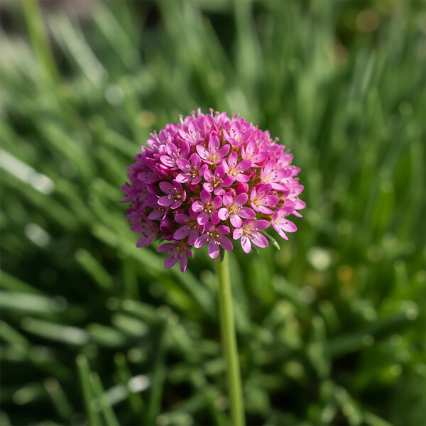BLOOMIQUE - Lot de 3 - Armeria Maritima Abbey Deep Rose - Plante de Jardin - H. 10-20 cm - P. 9 cm - large