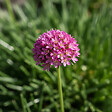 BLOOMIQUE - Lot de 3 - Armeria Maritima Abbey Deep Rose - Plante de Jardin - H. 10-20 cm - P. 9 cm - vignette
