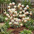 BLOOMIQUE - Lot de 2 - Magnolia Sunrise - Magnolia - Plante de Jardin - Rustique - Hauteur 40-60 cm - Pot 19 cm - vignette