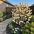 BLOOMIQUE - Lot de 2 - Magnolia Sunrise - Magnolia - Plante de Jardin - Rustique - Hauteur 40-60 cm - Pot 19 cm - vignette