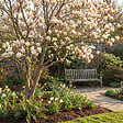 BLOOMIQUE - Lot de 2 - Magnolia Sunrise - Magnolia - Plante de Jardin - Rustique - Hauteur 40-60 cm - Pot 19 cm - vignette